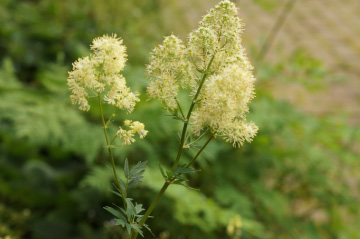 Thalictrum flavum Poelruit bestellen